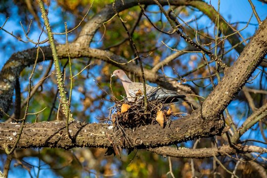 Wild picazuro pigeon incubating on a twig nest built on a thorny tree branch, backlit by winter sunlight against a clear blue sky.