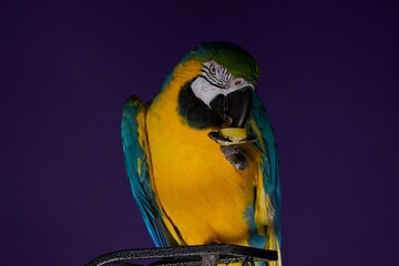 parrot portrait © Jieying