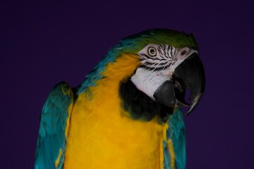 parrot portrait © Jieying