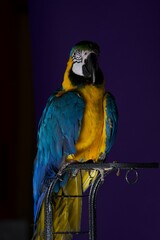 parrot portrait © Jieying