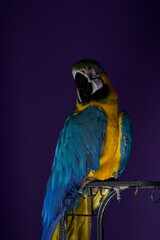 parrot portrait © Jieying
