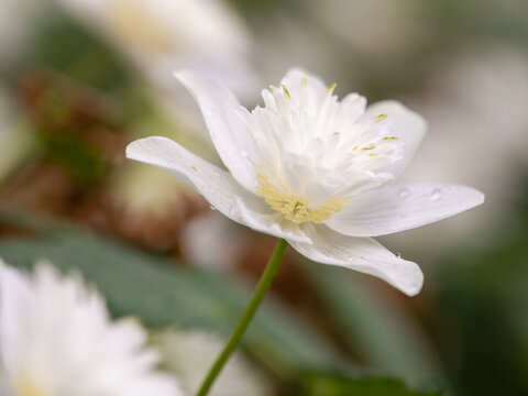 double wood anemone