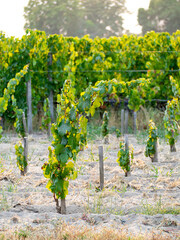 Viñedo © Patricia