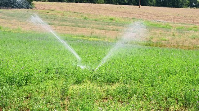 rotary sprinkler irrigating green field during hot summer day