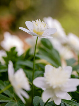 double wood anemone