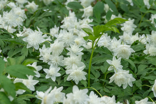 double wood anemone