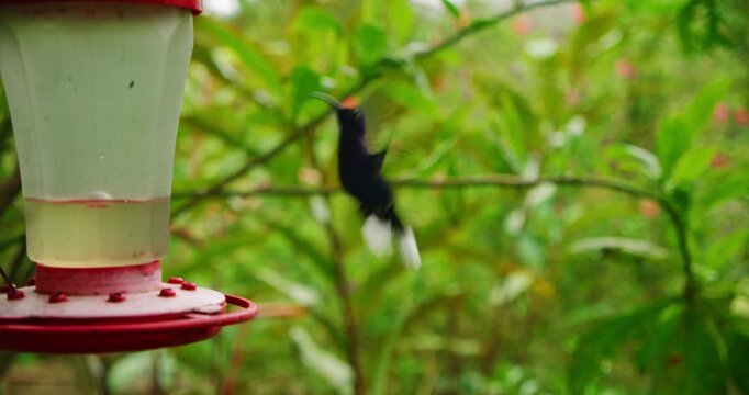 Colorful hummingbird with iridescent feathers fluttering near sugar water feeder in the garden