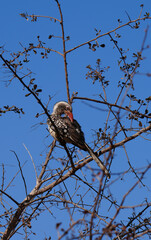 Southern red-billed hornbill preening feathers on tree branch against blue sky © Athena