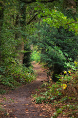 Obraz premium Narrow dirt footpath winding through a dense green forest with overgrown foliage near Arnhem, Gelderland, Netherlands. High quality nature photo ideal for hiking and background stock use.