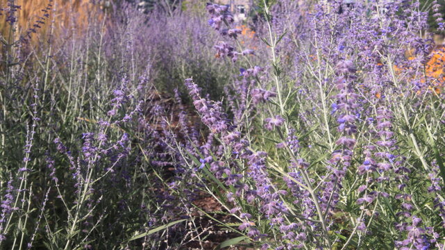 Perovskia, salvia russa con fiori di colore lilla viola