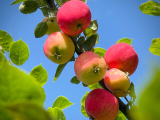 Fototapeta premium Ripe red and yellow apples growing on tree branch against blue sky background, fresh organic gala or fuji apple fruits hanging in orchard summer garden, healthy vitamin food agriculture concept. 