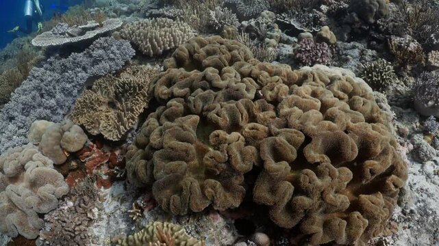 Close up of a large coral colony thriving on a vibrant tropical sea floor