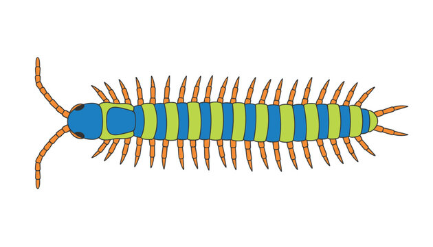Top down view of a colorful centipede insect with bright blue and green striped body and long orange legs.