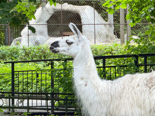 Naklejka premium White llama side view profile in zoo paddock green park environment close up, cute furry lama glama animal looking away standing near decorative fence in zoological garden sanctuary outside. 
