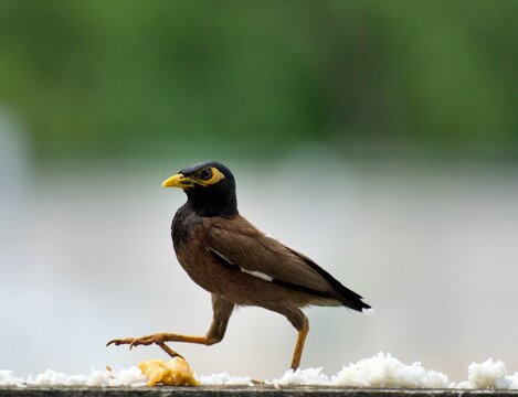 Common myna walking along a concrete wall beside scattered rice, with a softly blurred  background.