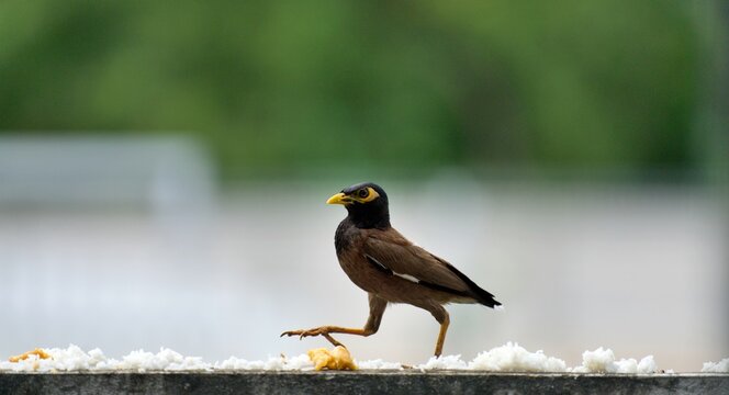 Common myna walking along a concrete wall beside scattered rice, with a softly blurred  background.