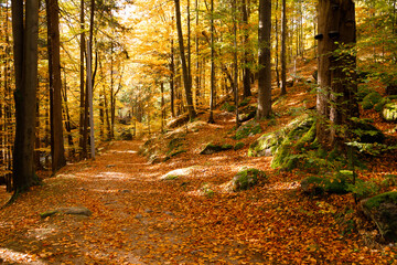 Fototapeta premium Hiking trail. Autumn landscape of a trail in the forest of the Karkonosze Mountain National Park in Poland, Europe.