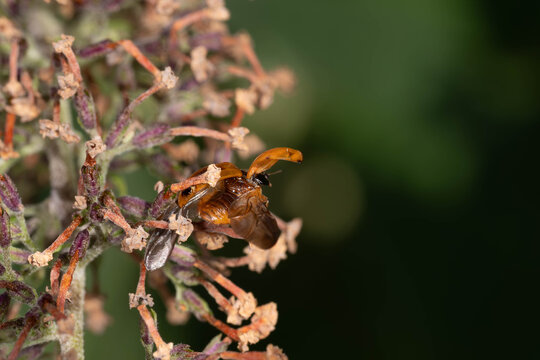 Bio Diversity - Coccinellidae - Ladybird beetle opens his Wings for Flight. High quality photo