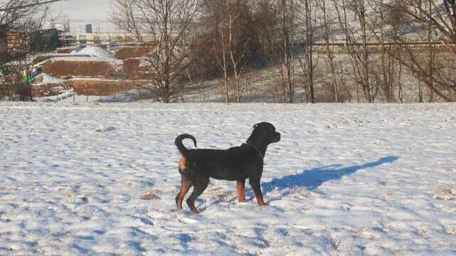 Alert Black Dog Standing in Sunny Snowy Winter Field