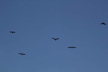 Silhouetted flock of waterbirds flying home at dusk, evoking a dramatic prehistoric scene of prehistoric pterosaurs. © Puspita the Guide