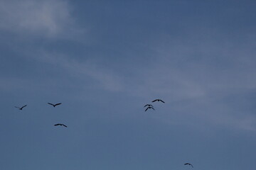 Wide-angle low-light view of waterbirds soaring together in formation, reminiscent of ancient winged reptiles. © Puspita the Guide