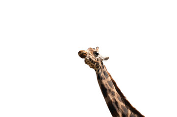 Fototapeta premium Giraffe's Head with long neck Isolated on White Background. 