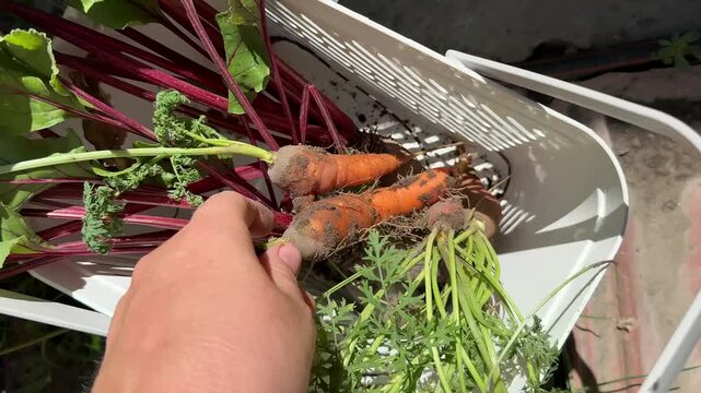 Close up of a person holding a freshly harvested organic carrot, white plastic basket filled with root vegetables and beet greens, sunny outdoor garden setting