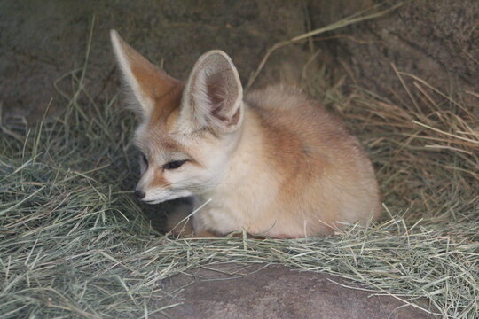 A Fennec Fox at a local zoo