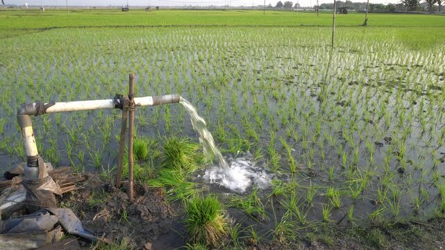 Water flows from a PVC pipe, pumping groundwater to irrigate a vibrant green rice paddy field, showing agricultural technology in a rural Southeast Asian farm landscape with a focus on splash.