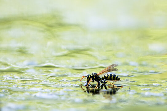 wasp on wet surface