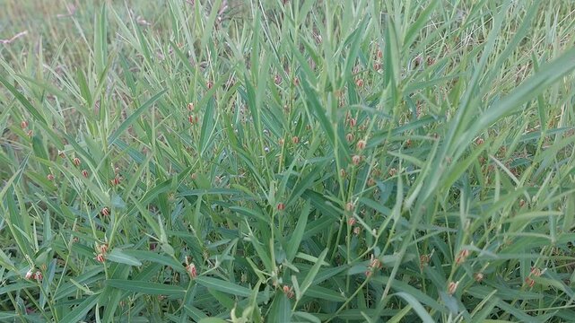 Close up of green wild grass and weeds gently swaying in the breeze in nature.