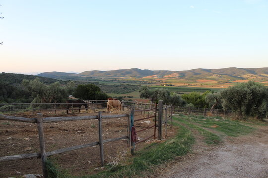 Horses in Rural Paddock Overlooking Tuscan Countryside
