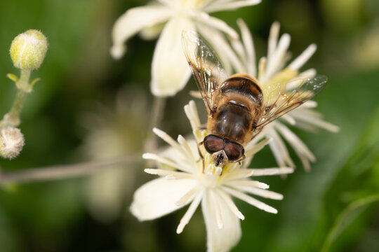 Drone fly resembling a honey bee collecting nectar from a flowering plant.