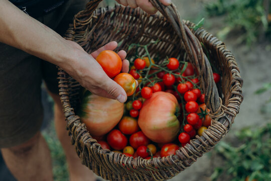 Hand picking fresh organic tomatoes in garden