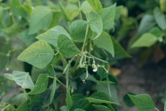 Growing fresh green beans on healthy plant
