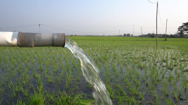 Groundwater pumping system using a PVC pipe to irrigate a green rice field. Essential agricultural irrigation technology delivering fresh water to growing rice plants in a rural farming landscape.