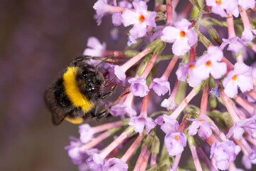 Buff-tailed bumblebee collecting nectar from purple butterfly bush blossoms. © Aleksandra