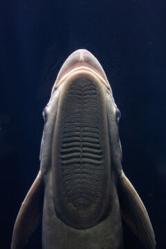 Remora Suction Disc Closeup