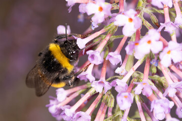 Buff-tailed bumblebee collecting nectar from purple butterfly bush blossoms. © Aleksandra