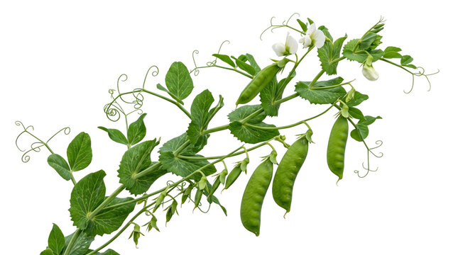 Fresh green pea plant with pods and white flowers, organic garden pea vine with tendrils, growing snap peas for agriculture isolated PNG with Transparent Background