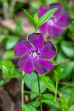 lesser periwinkle