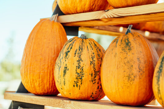 Autumn Harvest Pumpkin Arrangement at Outdoor Event. Large pyramid structure filled with orange pumpkins on wooden shelves at autumn harvest festival outdoors
