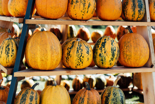 Autumn Harvest Pumpkin Arrangement at Outdoor Event. Large pyramid structure filled with orange pumpkins on wooden shelves at autumn harvest festival outdoors