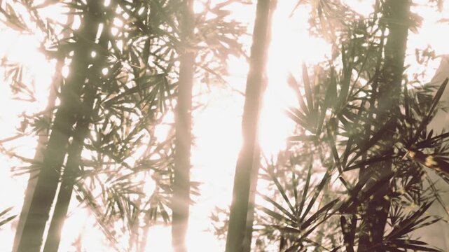 Bright sunlight shines through the tall bamboo trees in a forest. The light creates patterns of shadows and highlights on the ground. This scene shows natures beauty during the day.
