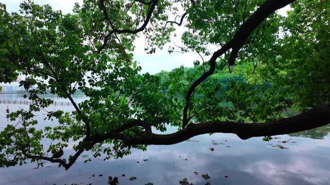 Overhanging tree branches with lush green leaves extend over calm lake water in an outdoor natural landscape.