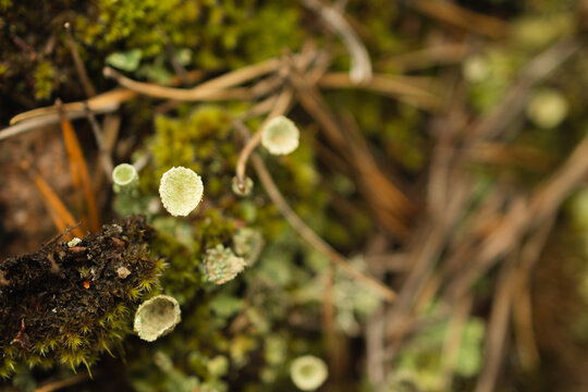 Pixie cup lichen &mdash; close-up in Espoo forest