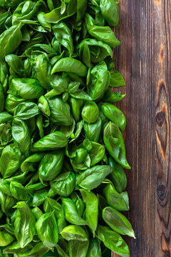 Fresh Basil on Wooden Table.