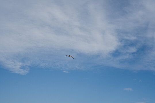 France, Valras Plage August 15, 2026 &mdash; Stock photograph of a lonely seagull bird flying high in the blue sky with white fluffy clouds over a mediterranean coastal resort town on a summer day
