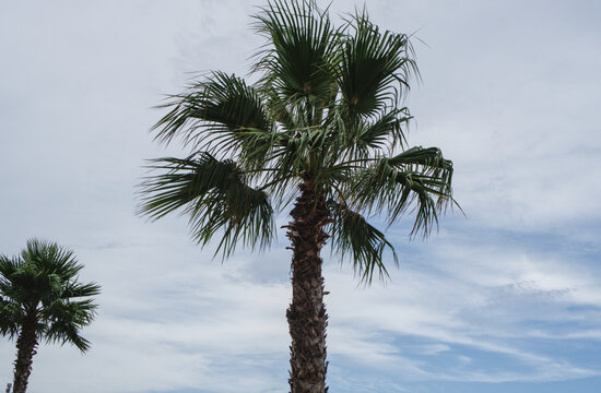 France, Valras Plage August 15, 2026 &mdash; Stock photograph of a green tropical palm tree washingtonia filifera reaching towards a cloudy summer sky in a mediterranean coastal resort town
