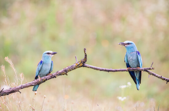 two european rollers on a branch